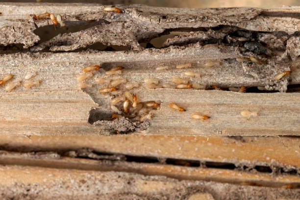 Best Termite Control Services  in New Smyrna Beach, FL